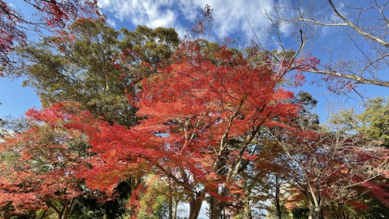 亀山公園のご案内、紅葉が見頃です