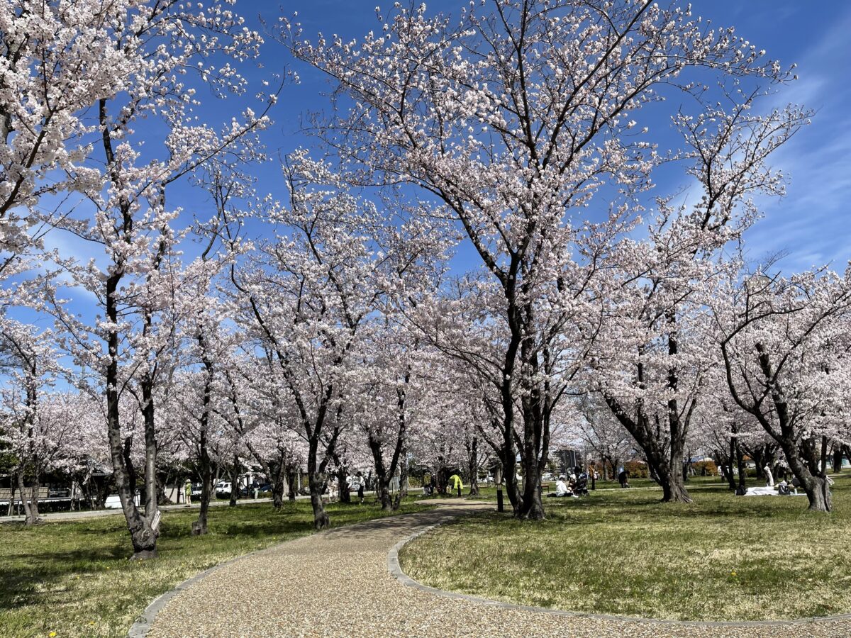 桜の森公園の見どころ
