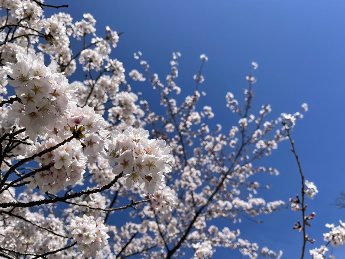 桜の森公園の桜
