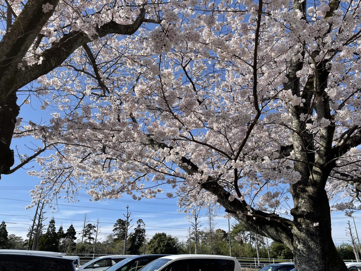 鈴鹿サーキットの桜