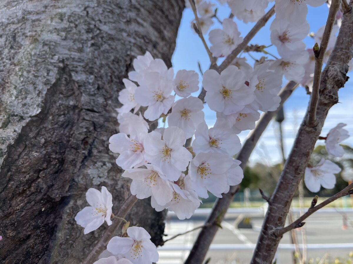 鈴鹿サーキットの桜