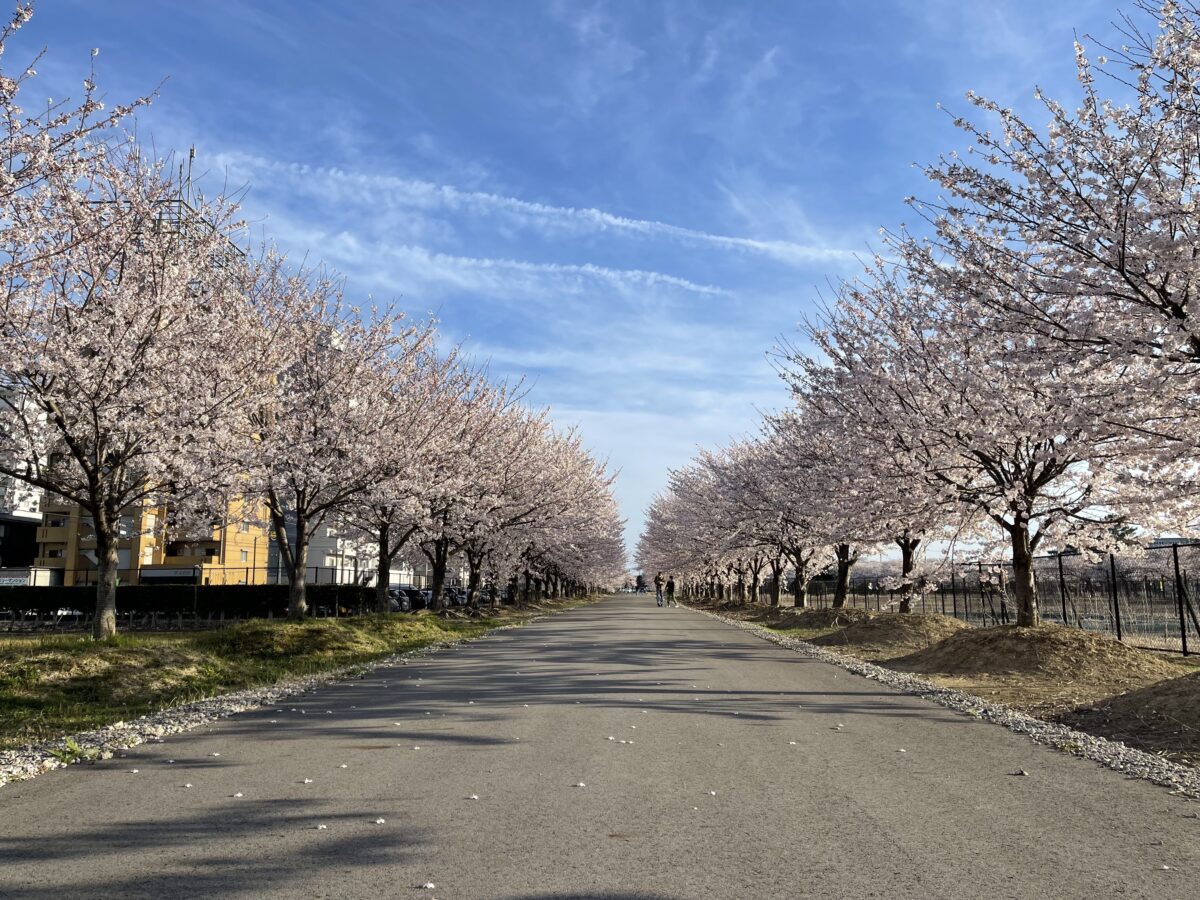 旭化成（株）鈴鹿製造所の桜並木